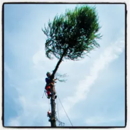 Pielęgnacja i wycinka drzew