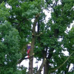 Arborysta w kasku i czerwonych spodniach, przycina gałęzie wysokiego drzewa z drabiny linowej, widoczne świeżo obcięte konary.