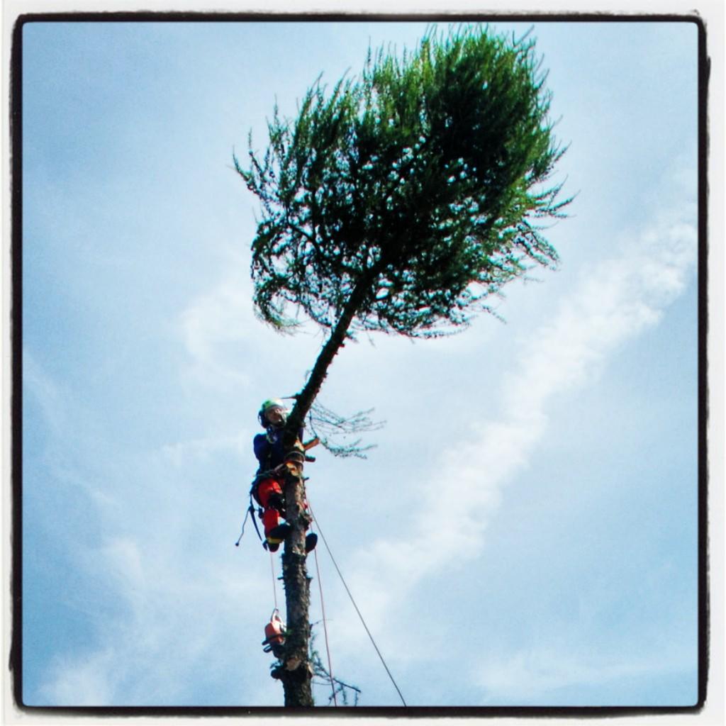 Pielęgnacja i wycinka drzew