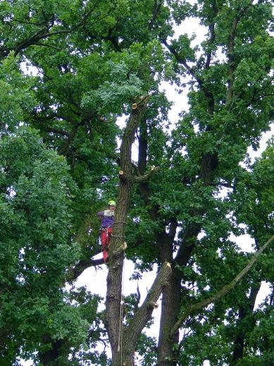 Arborysta w kasku i czerwonych spodniach, przycina gałęzie wysokiego drzewa z drabiny linowej, widoczne świeżo obcięte konary.