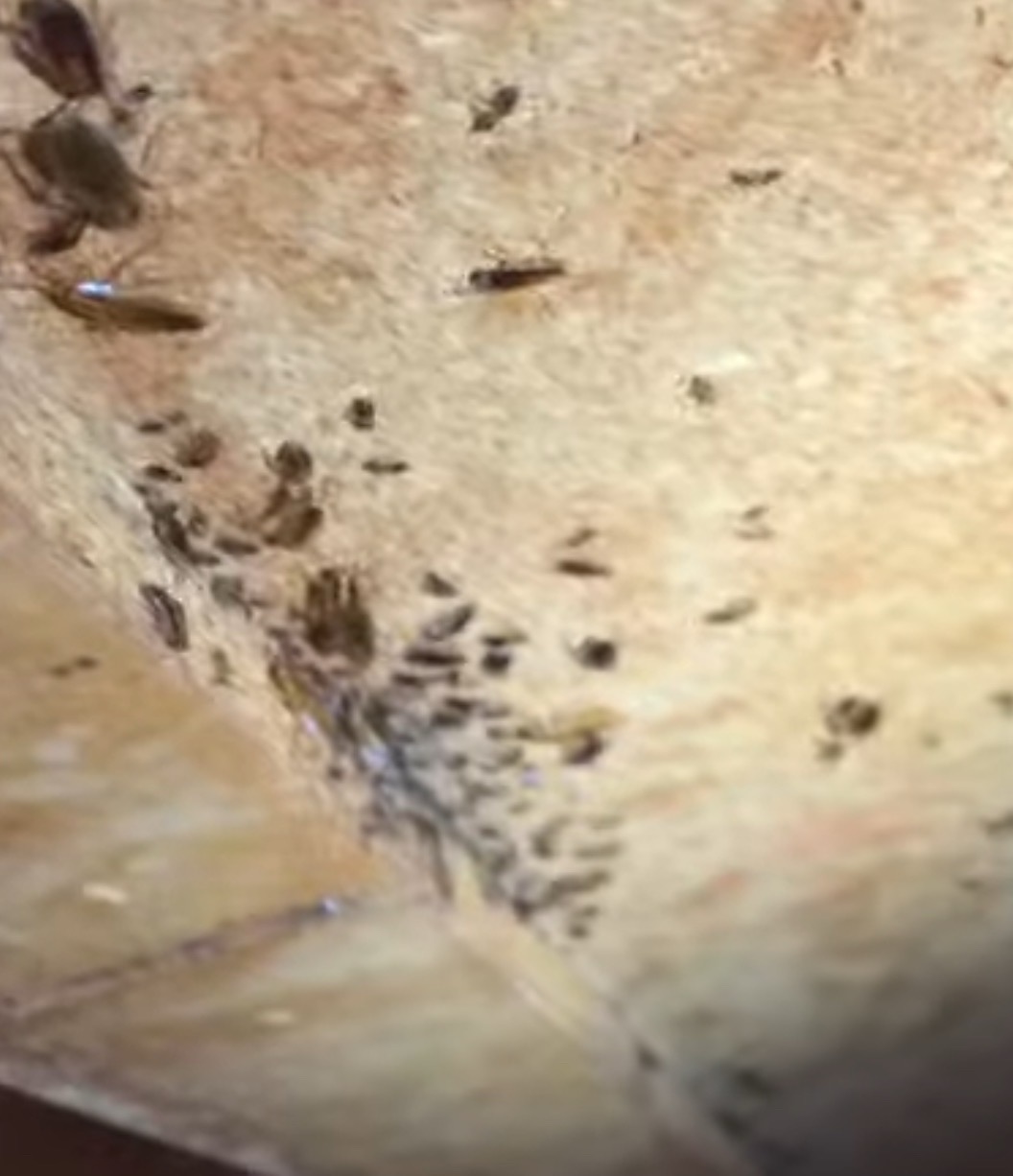 Bliskie ujęcie dużej ilości insektów na jasnej powierzchni. Zdjęcie wykonane w Szczawnie-Zdroju.