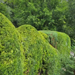 Formowane żywopłoty z zielonych krzewów na tle drzew, ukazujące regularne, zaokrąglone kształty.