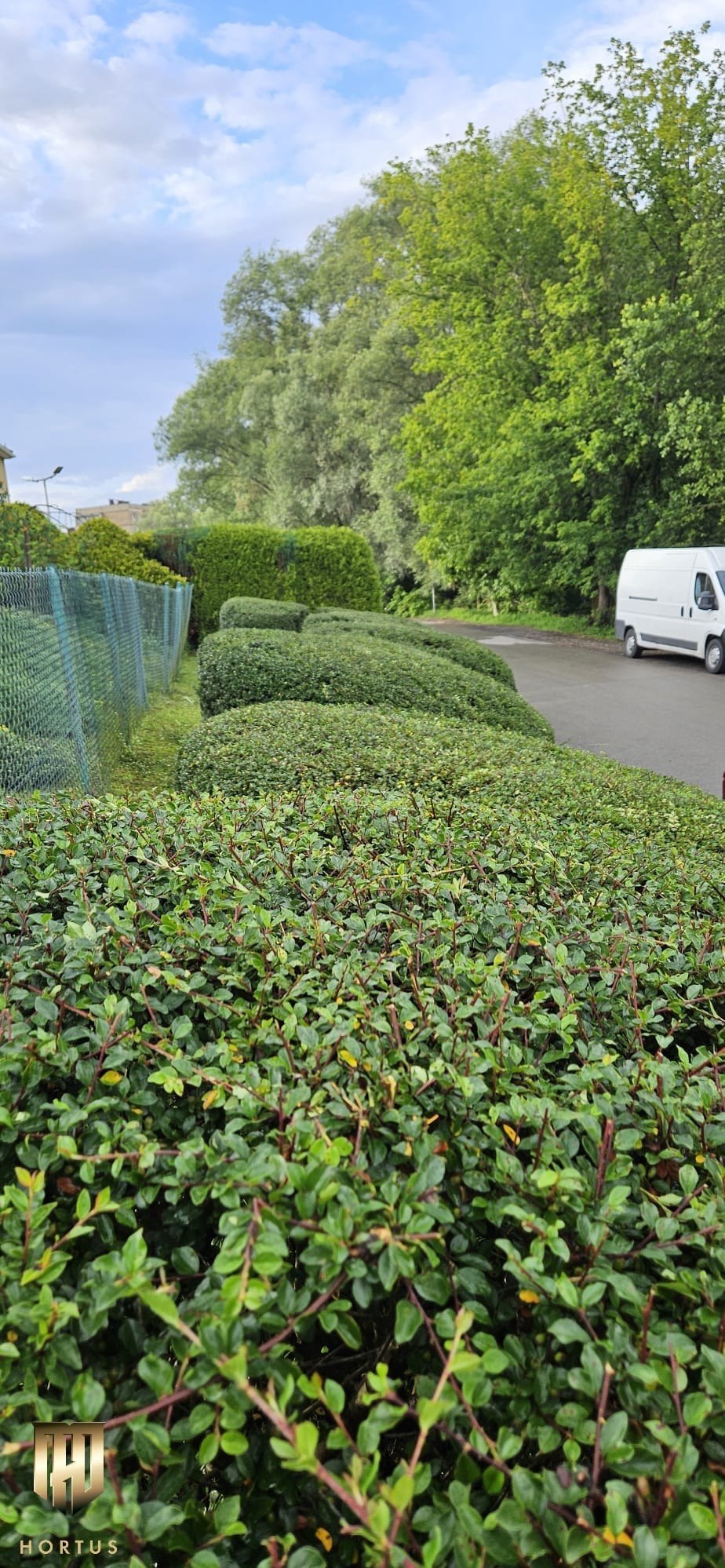 Równomiernie przycięty żywopłot z ligustru wzdłuż drogi, widoczny biały samochód dostawczy w tle, metalowa siatka ogrodzeniowa po lewej stronie.