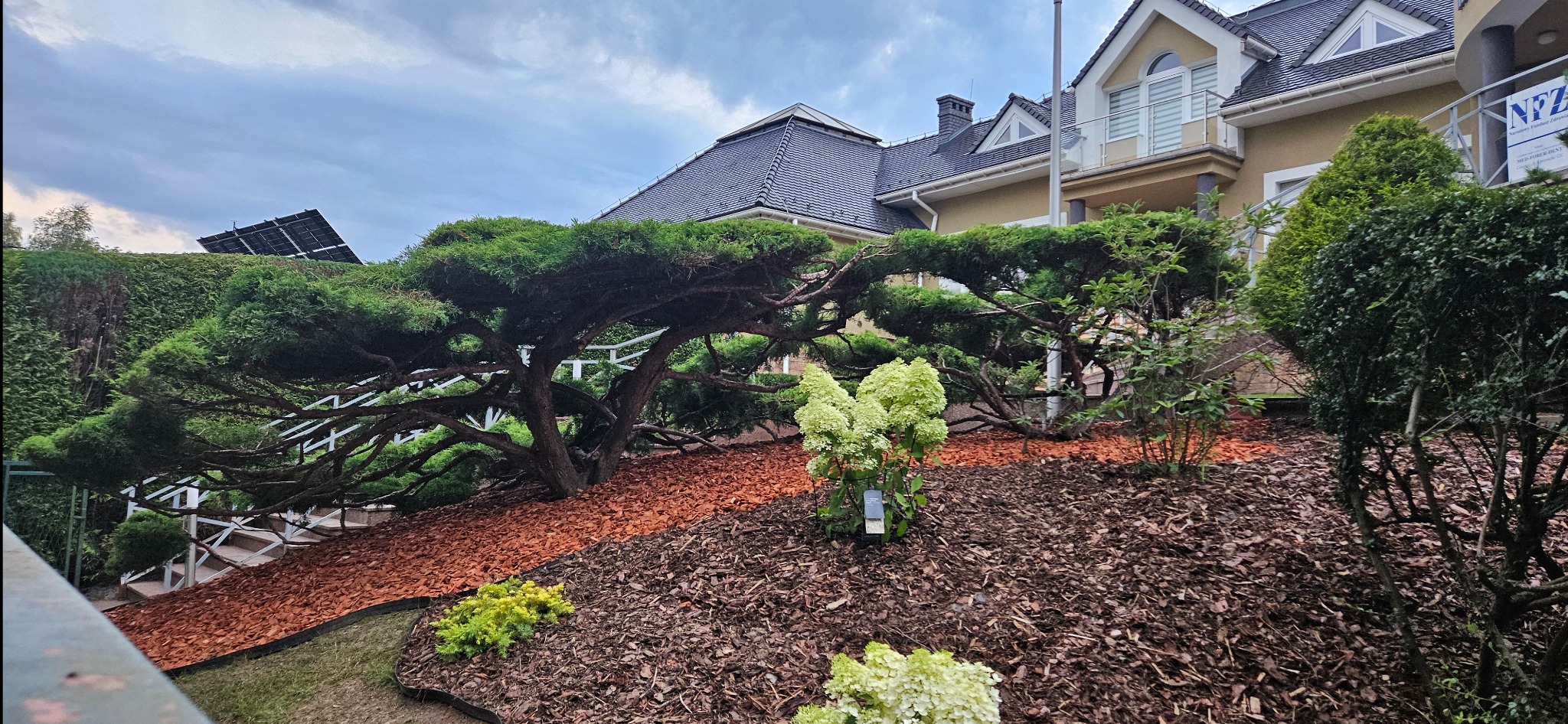 Uformowany iglak z podciętymi gałęziami, kora rozsypana na rabacie, w tle budynek z panelami słonecznymi na dachu.