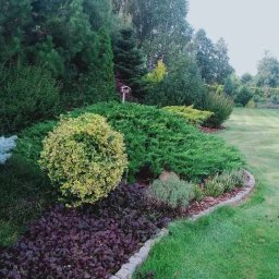 Zielone Plany - Kwitnący ogród z różnorodnymi krzewami iglastymi i roślinami okrywowymi w odcieniach zieleni, purpury i błękitu, obrzeże z kamieni, w tle trawnik z regularnymi pasami i drzewa.