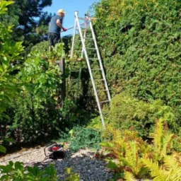 Ogrodnik na drabinie przycina żywopłot za pomocą elektrycznych nożyc, widoczne ścięte gałęzie i narzędzie na ziemi.