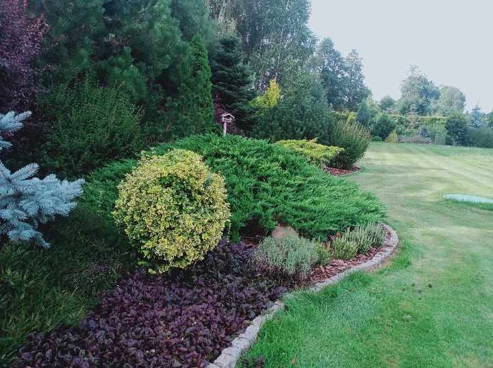 Kwitnący ogród z różnorodnymi krzewami iglastymi i roślinami okrywowymi w odcieniach zieleni, purpury i błękitu, obrzeże z kamieni, w tle trawnik z regularnymi pasami i drzewa.