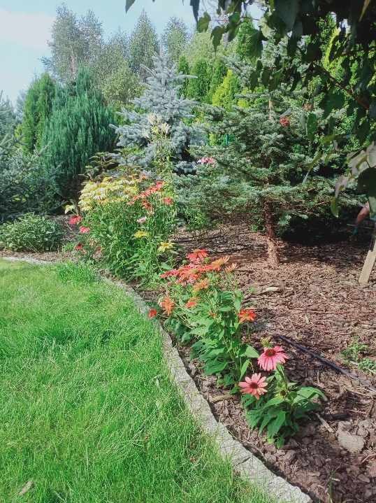 Urozmaicony ogród z różnymi gatunkami drzew iglastych i kwitnącymi jeżówkami w odcieniach różu i pomarańczy, oddzielony obrzeżem od trawnika.