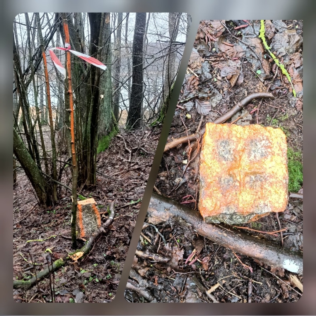 Oznakowany pomarańczową farbą i taśmą biało-czerwoną młody drzewko w lesie, obok fragment pomalowanego kamienia na ziemi, prawdopodobnie wyznaczający punkt pomiarowy.
