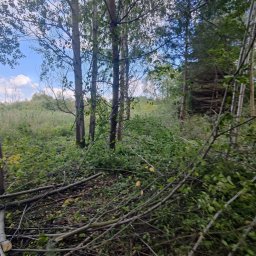 W001 SPÓŁKA Z OGRANICZONĄ ODPOWIEDZIALNOŚCIĄ - Świeżo ścięte gałęzie i pnie drzew leżące na ziemi w lesie, widoczne niebo zza drzew.