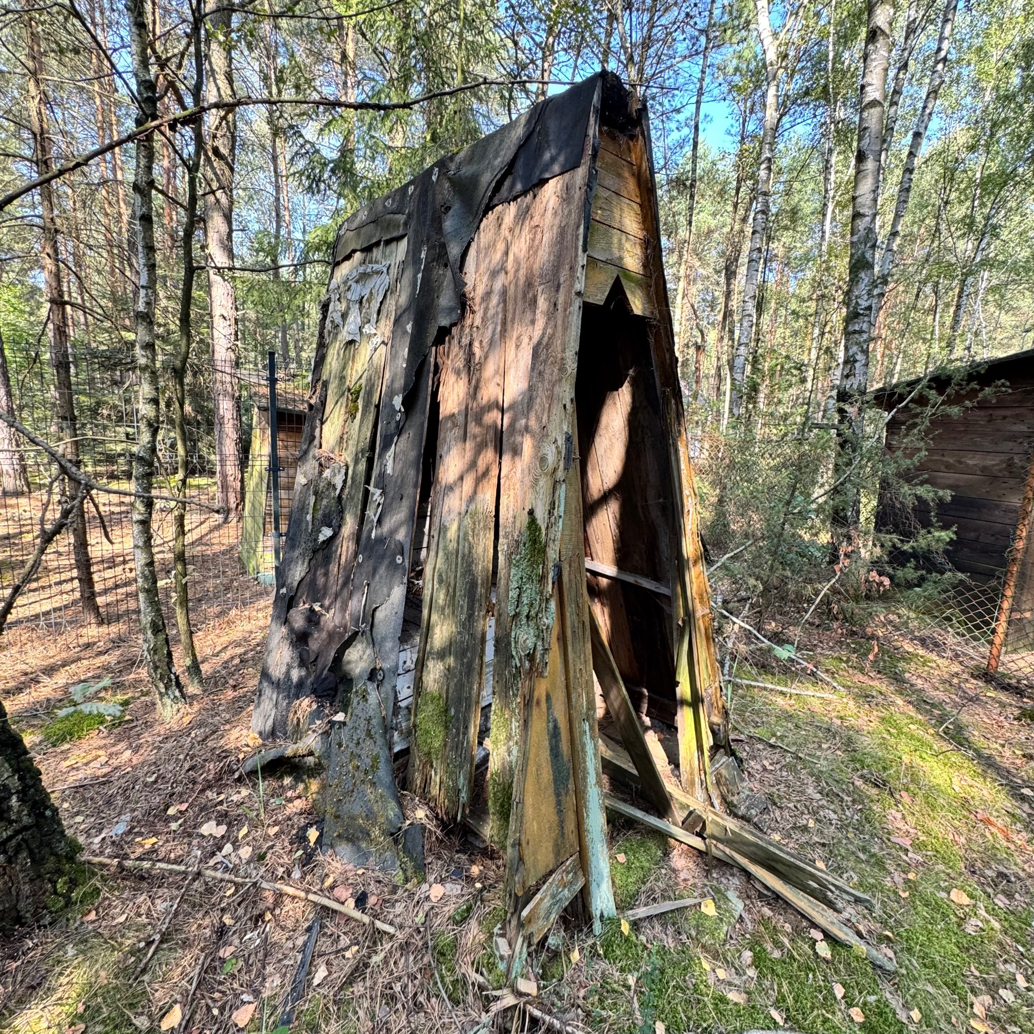 Zrujnowana, częściowo zawalona drewniana konstrukcja w lesie w Łodzi, pokryta mchem i resztkami papy, prawdopodobnie pozostałość po dawnej budowli.