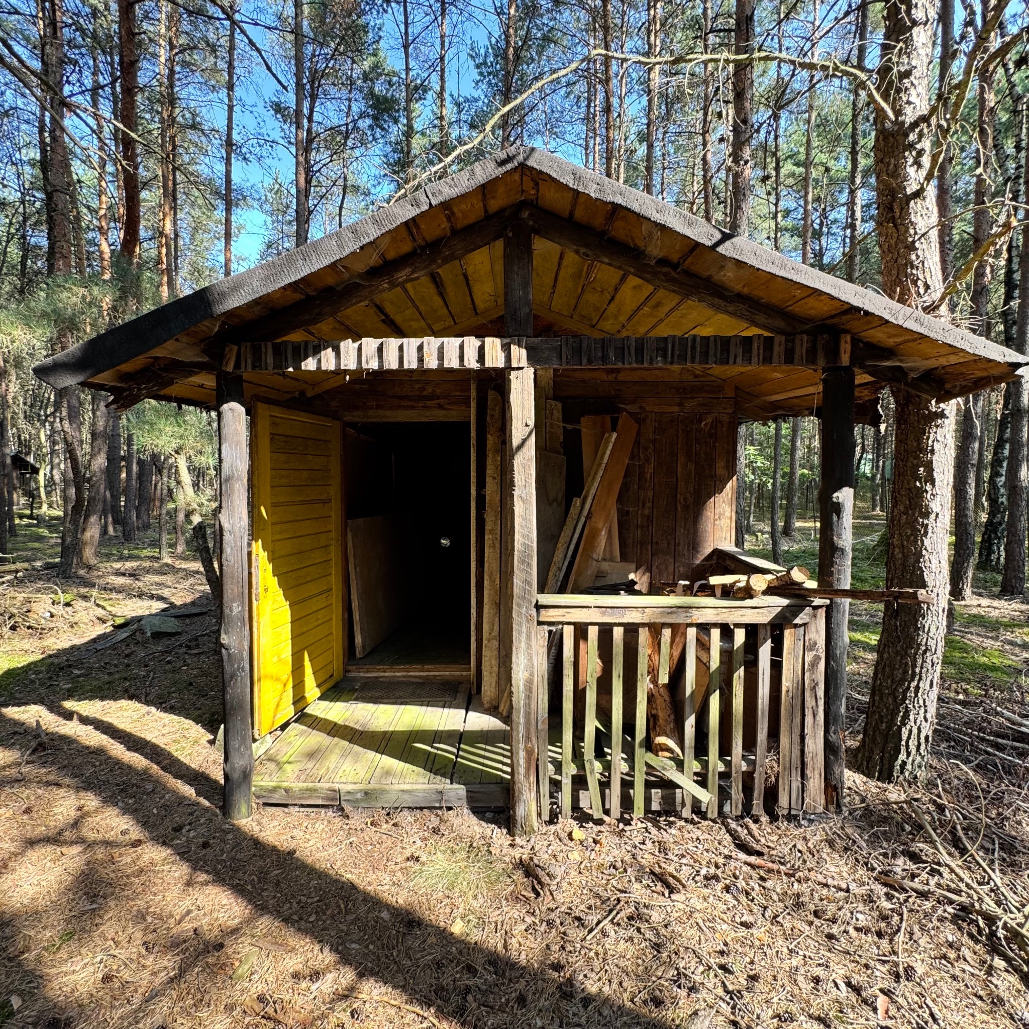 Drewniana altanka w lesie z żółtymi drzwiami, widoczne deski i drewno składowane wewnątrz.