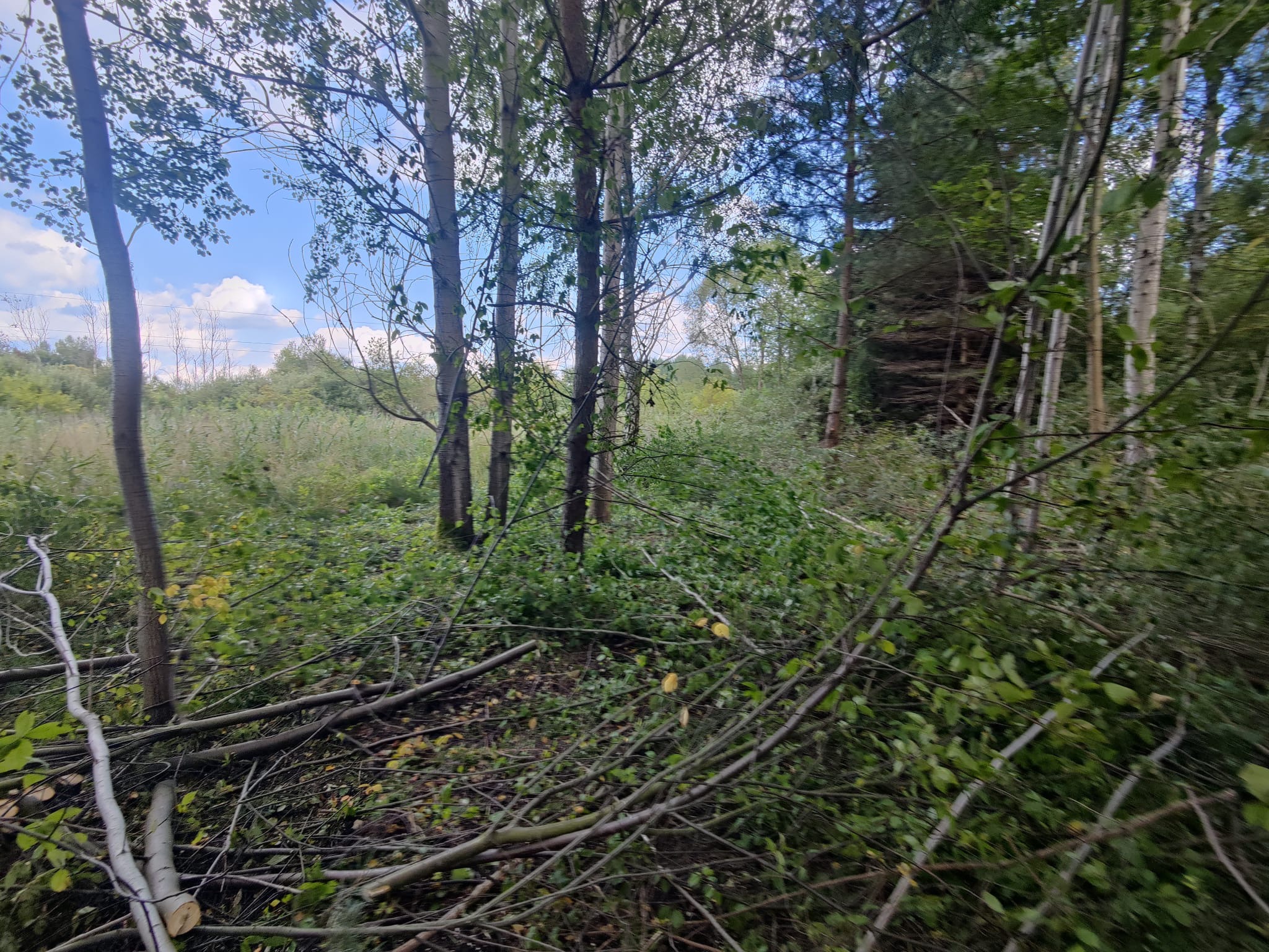 Świeżo ścięte gałęzie i pnie drzew leżące na ziemi w lesie, widoczne niebo zza drzew.