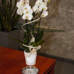 STUDIO ART.FRANKO SPÓŁKA Z OGRANICZONĄ ODPOWIEDZIALNOŚCIĄ - Dwa złote pierścionki leżące na srebrnej tacy obok białej doniczki z kwitnącą białą orchideą na drewnianym stole, w tle ściana o szarej, teksturowanej powierzchni.