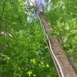 Wysokie drzewo z liną, widok z dołu, korona z uschniętymi gałęziami, zieleń liści w tle, błękit nieba. Prace wysokościowe, zabezpieczenie linowe.