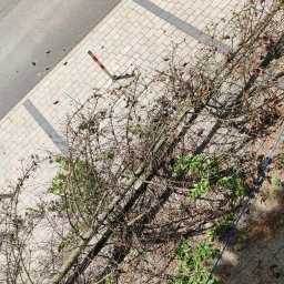 Mateusz Turoń - Ścięte drzewo iglaste z szyszkami leży na chodniku obok ulicy. Widoczny słupek drogowy i opadłe igliwie. Ujęcie z góry.