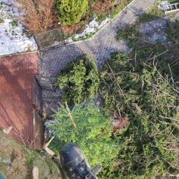 Wycinka drzew Wisła 3