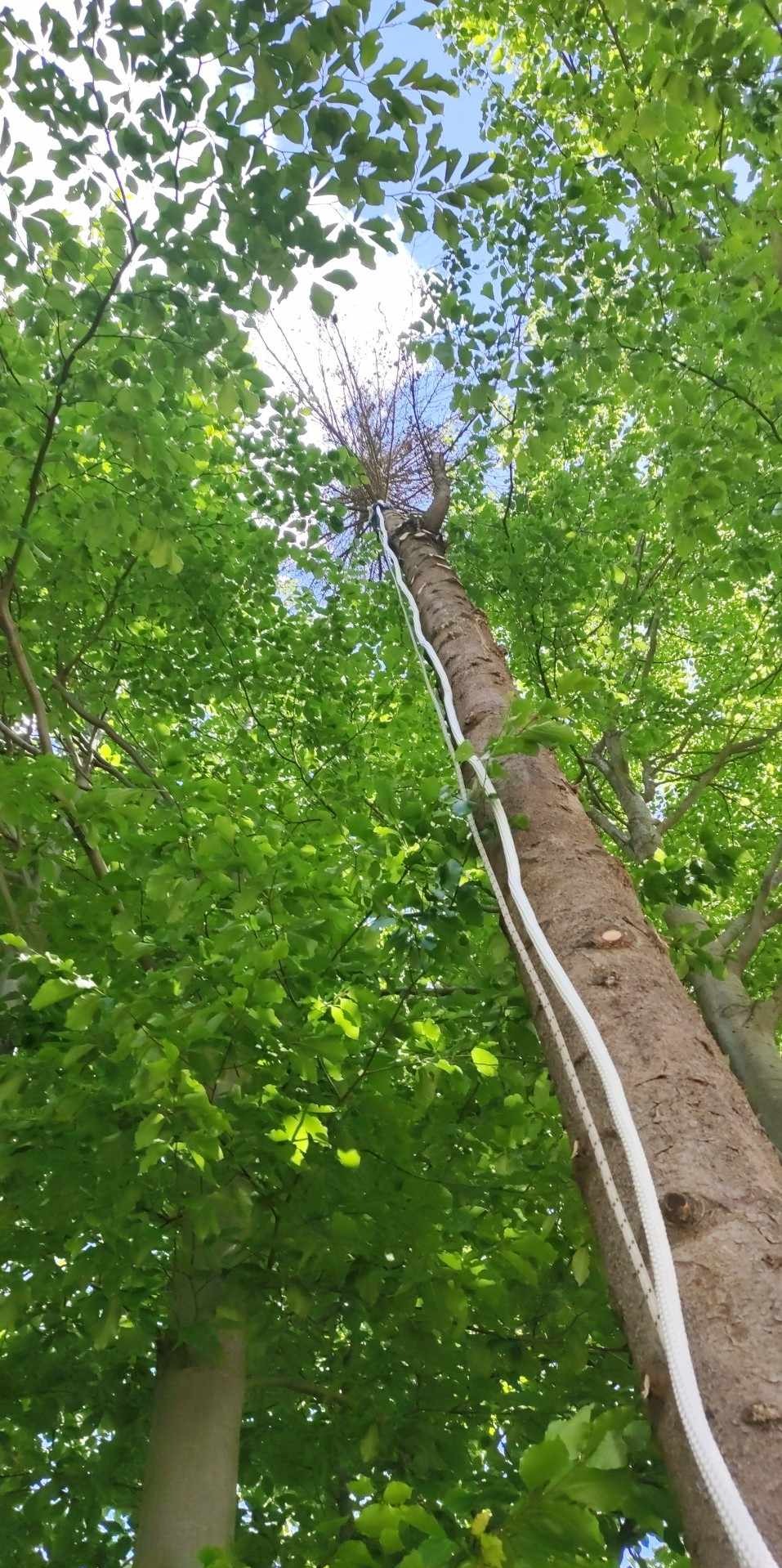 Wysokie drzewo z liną, widok z dołu, korona z uschniętymi gałęziami, zieleń liści w tle, błękit nieba. Prace wysokościowe, zabezpieczenie linowe.