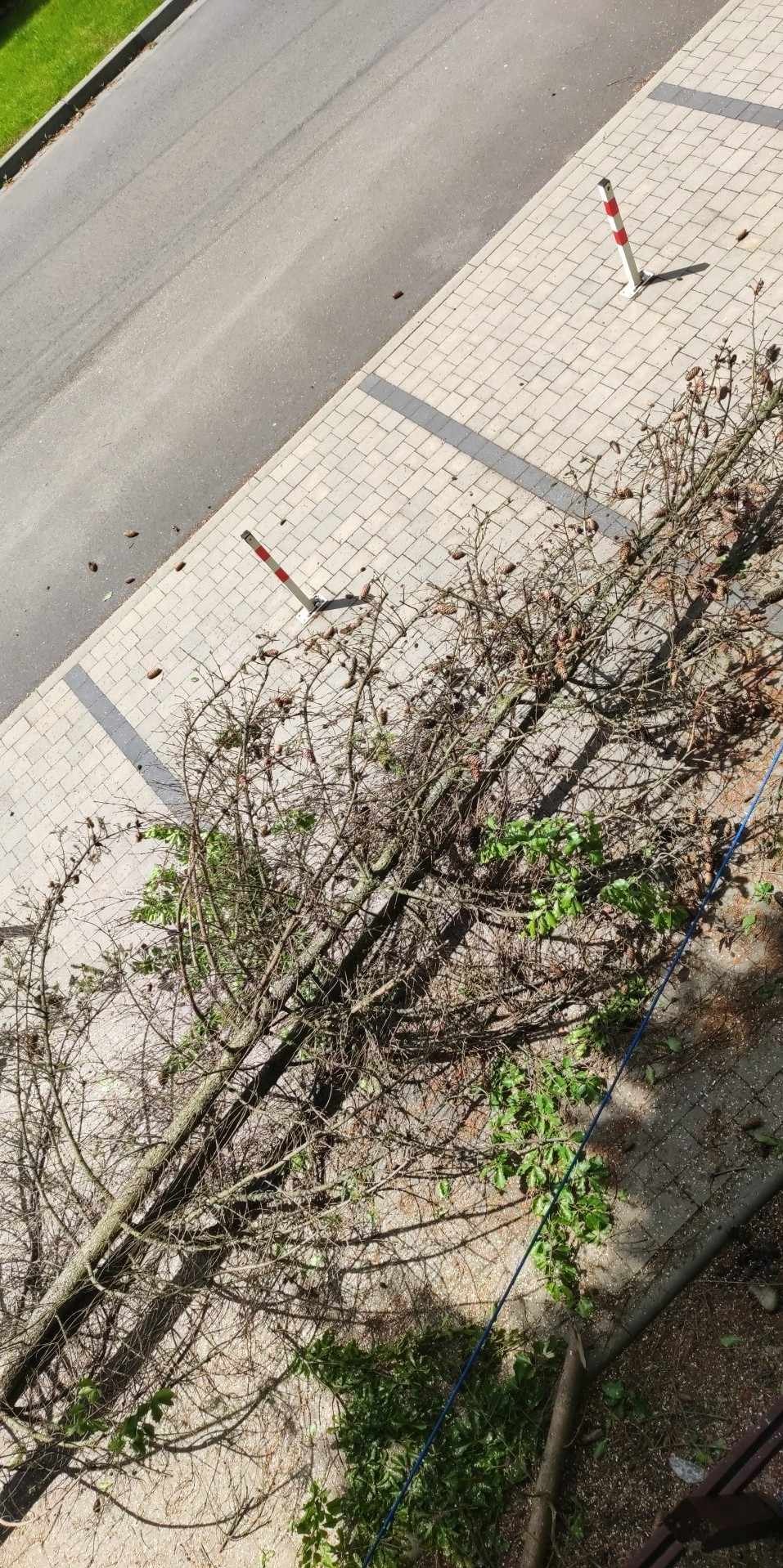 Ścięte drzewo iglaste z szyszkami leży na chodniku obok ulicy. Widoczny słupek drogowy i opadłe igliwie. Ujęcie z góry.