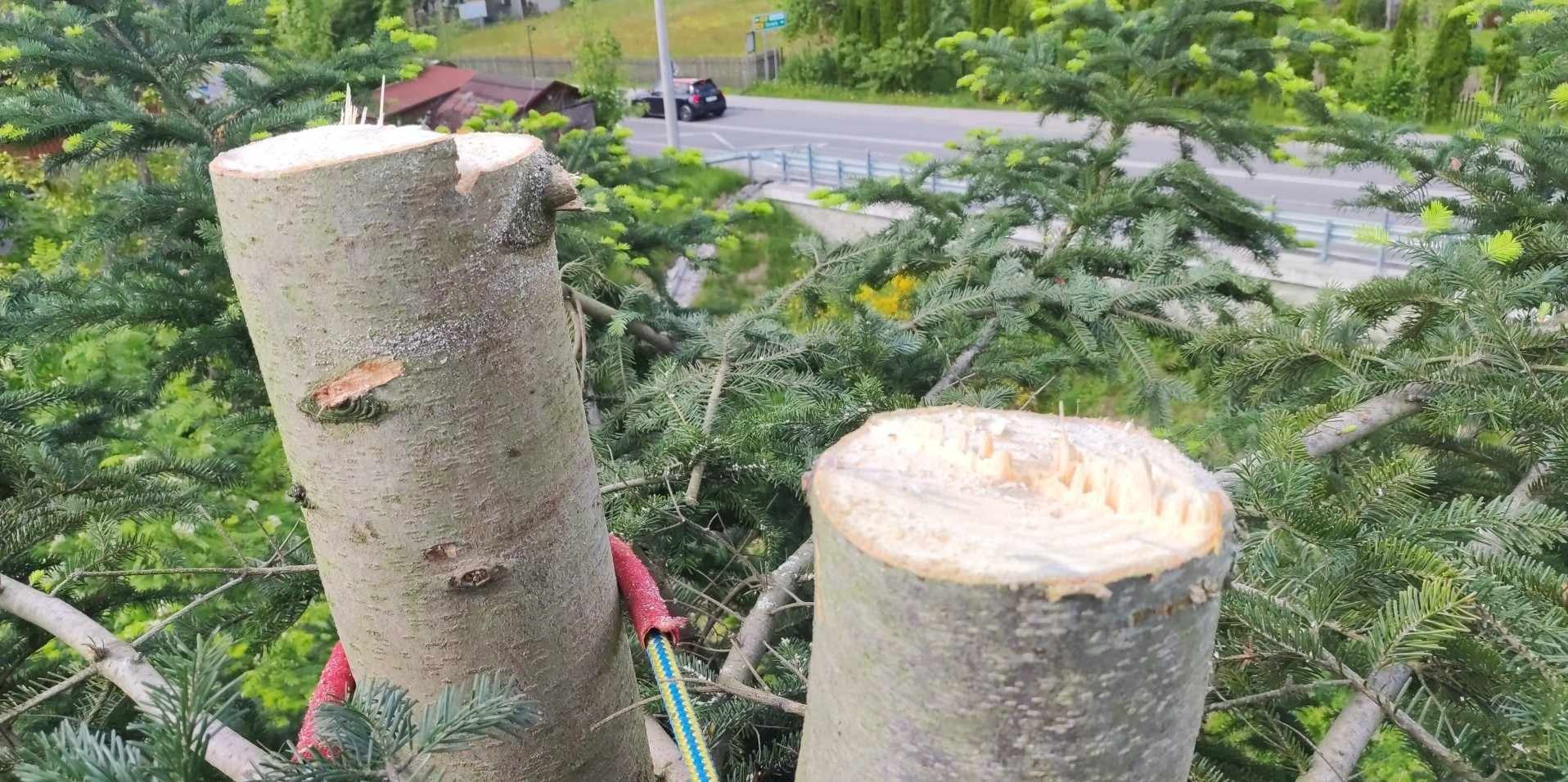 Ścięte pnie drzew iglastych z widocznymi linami zabezpieczającymi, na tle krajobrazu z jezdnią i zabudowaniami. Widok z góry.