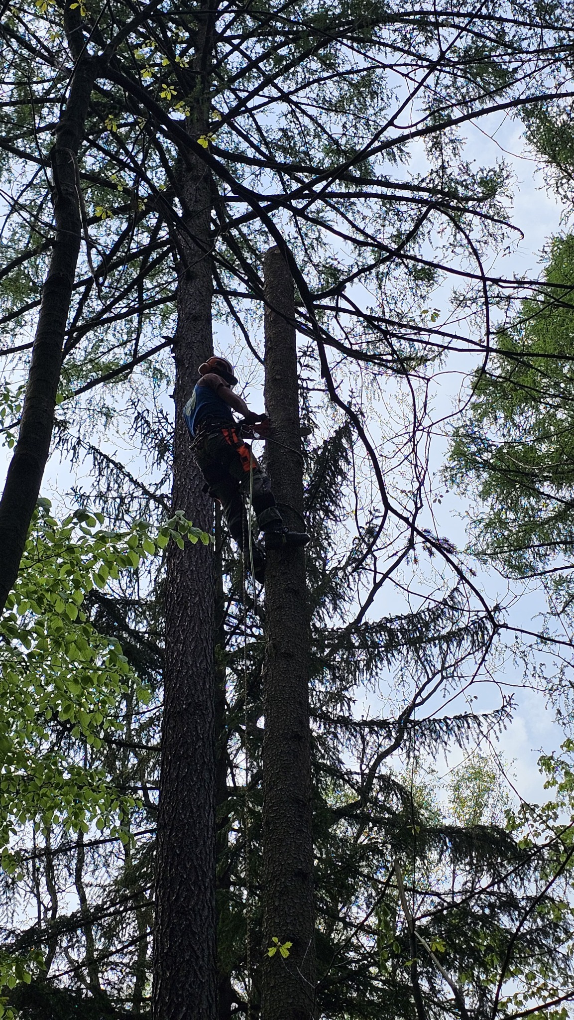 Pracownik w uprzęży, na wysokości, przycina drzewo piłą spalinową. Widok od dołu, korony drzew w tle. Częściowo ogołocony pień drzewa po prawej.