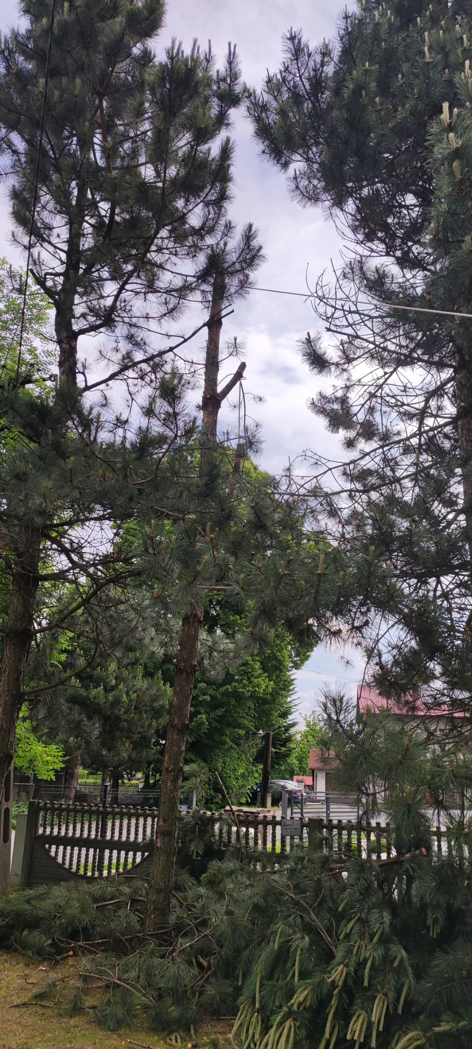 Częściowo przycięte drzewo iglaste z widocznymi gałęziami na ziemi, ogrodzenie w tle. Widok z dołu na koronę drzewa.