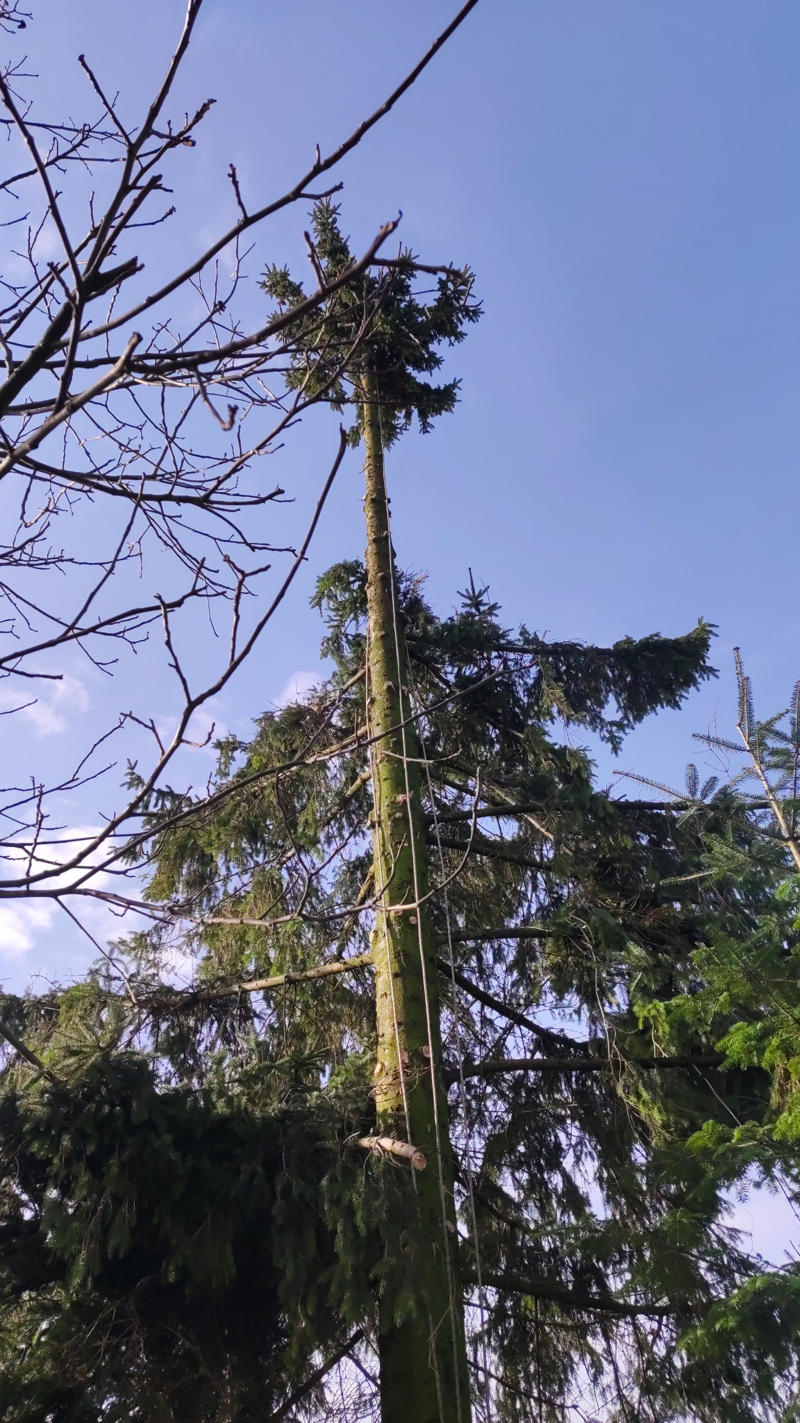 Wysoka sosna z linami zabezpieczającymi, przygotowana do interwencji. Widoczne gałęzie innych drzew i błękitne niebo. Ujęcie z dołu podkreśla wysokość drzewa.