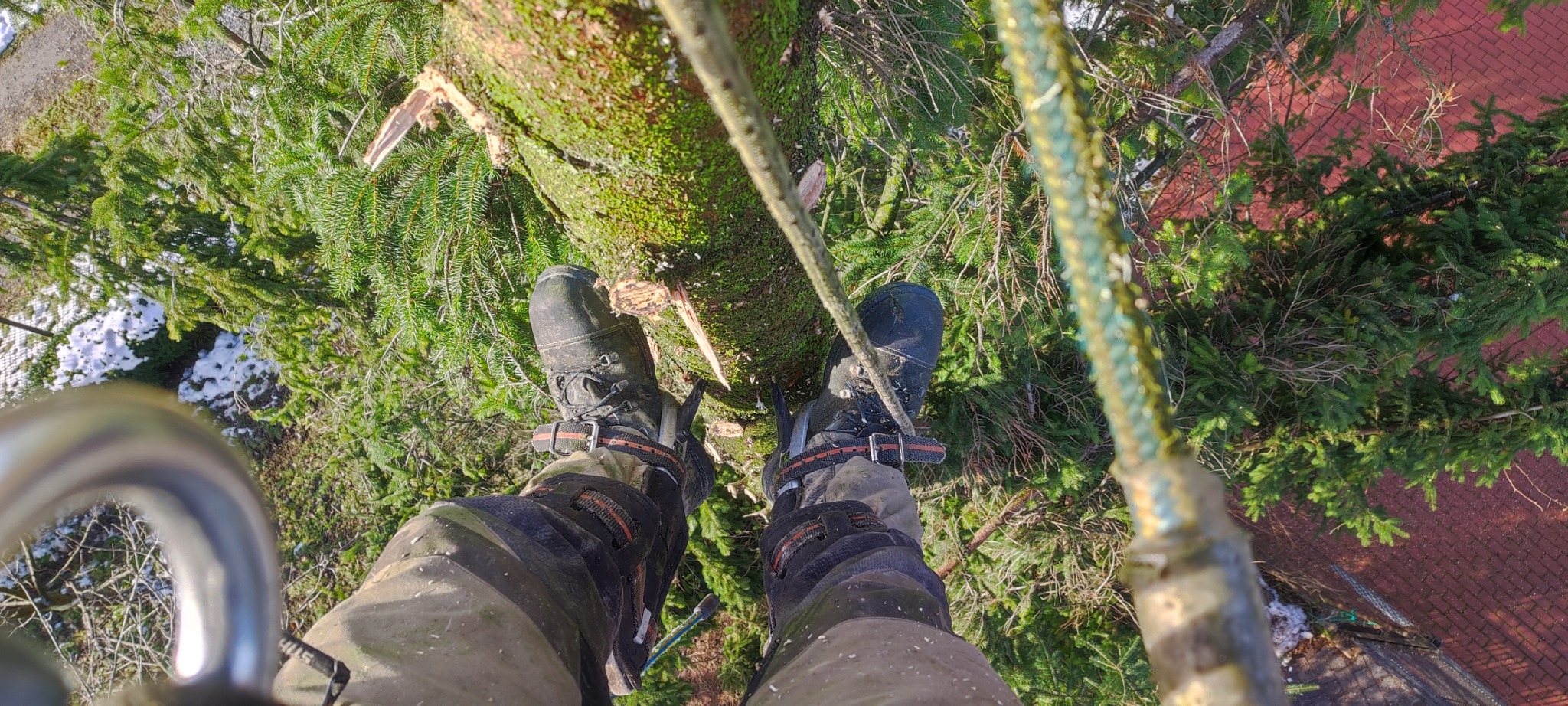 Arborysta w butach wspinaczkowych, z perspektywy z góry, podczas pracy na drzewie. Widoczne liny, gałęzie i częściowo ośnieżony teren.