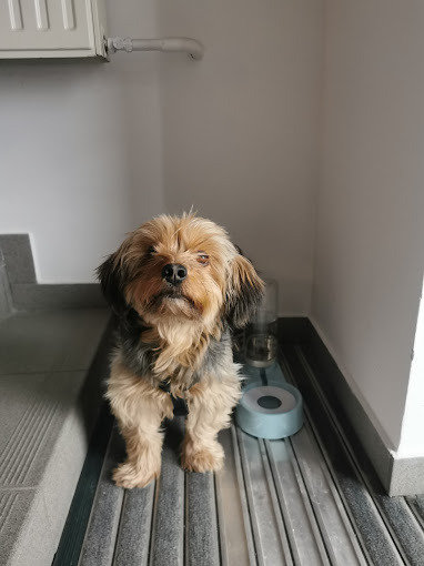 Uroczy pies rasy Yorkshire Terrier w Koszalinie stoi obok automatycznego dozownika wody, na tle białej ściany z grzejnikiem, na szarej, prążkowanej wycieraczce.