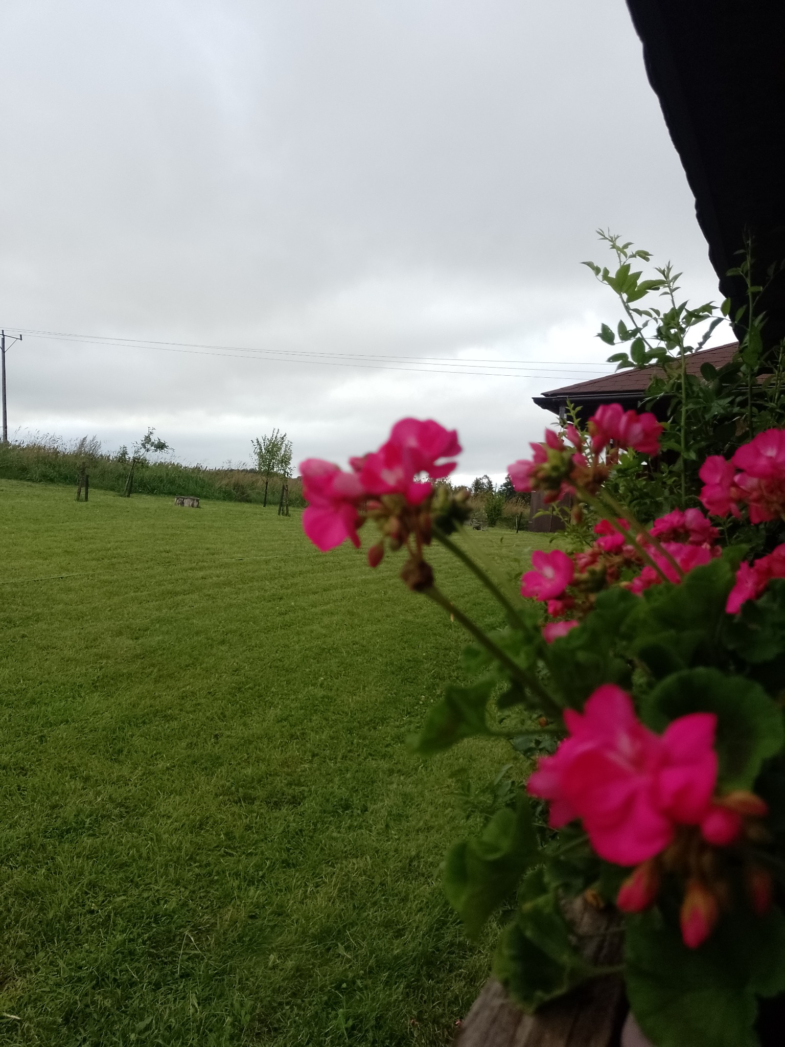 Widok na równo przystrzyżony trawnik z perspektywy balkonu, z intensywnie różowymi kwiatami pelargonii w doniczce na pierwszym planie, w tle drzewa i pochmurne niebo.