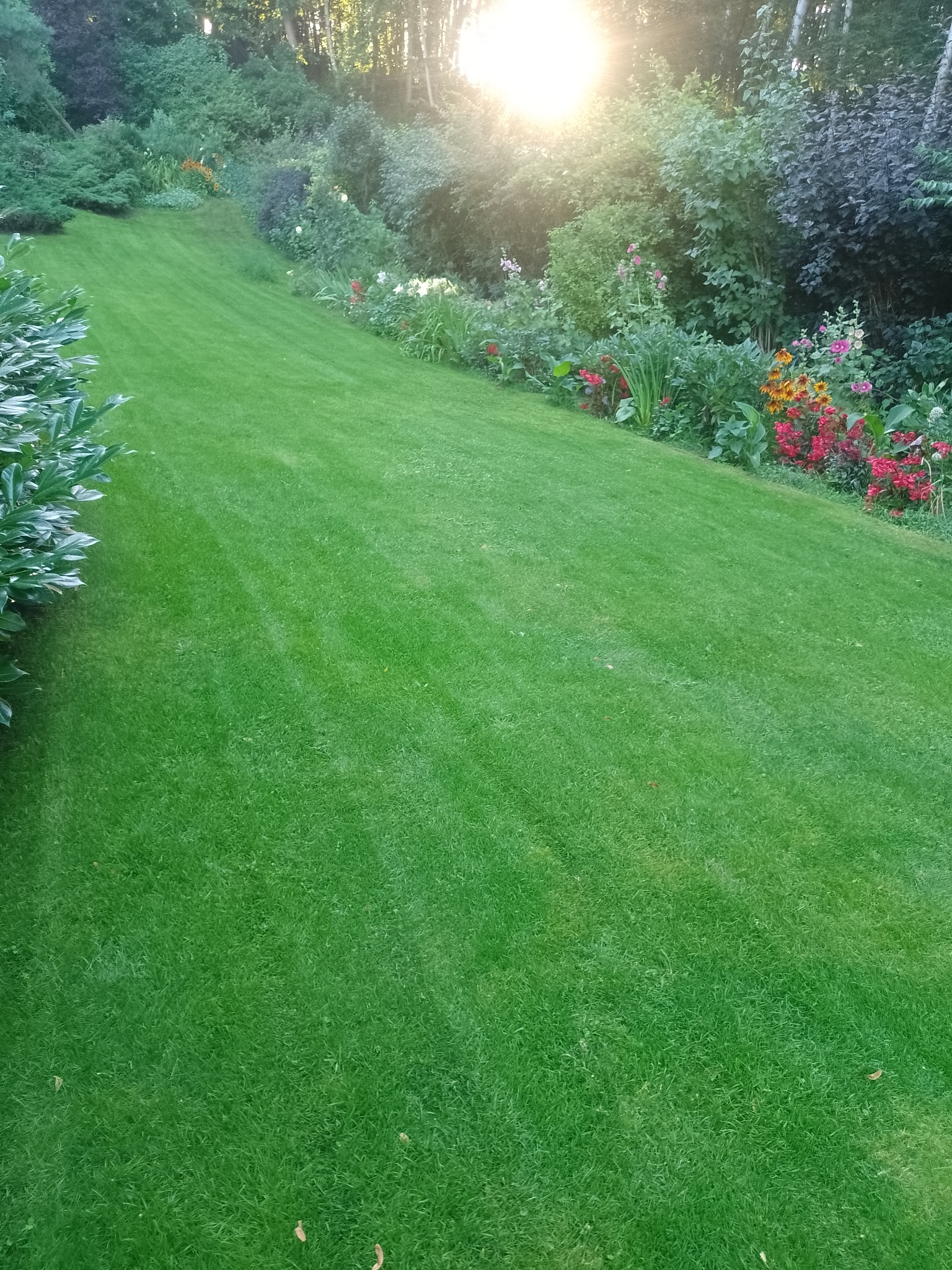 Idealnie przystrzyżony trawnik z widocznymi pasami koszenia, graniczący z rabatą kwiatową i drzewami w słoneczny dzień.