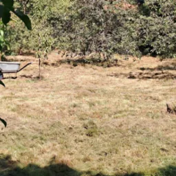 Świeżo skoszony trawnik w sadzie z widocznymi pniakami po wyciętych drzewach i taczką z niebieskim kołem w tle.