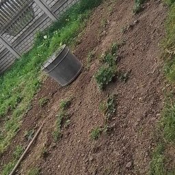 Wycinka drzew Jawor 4