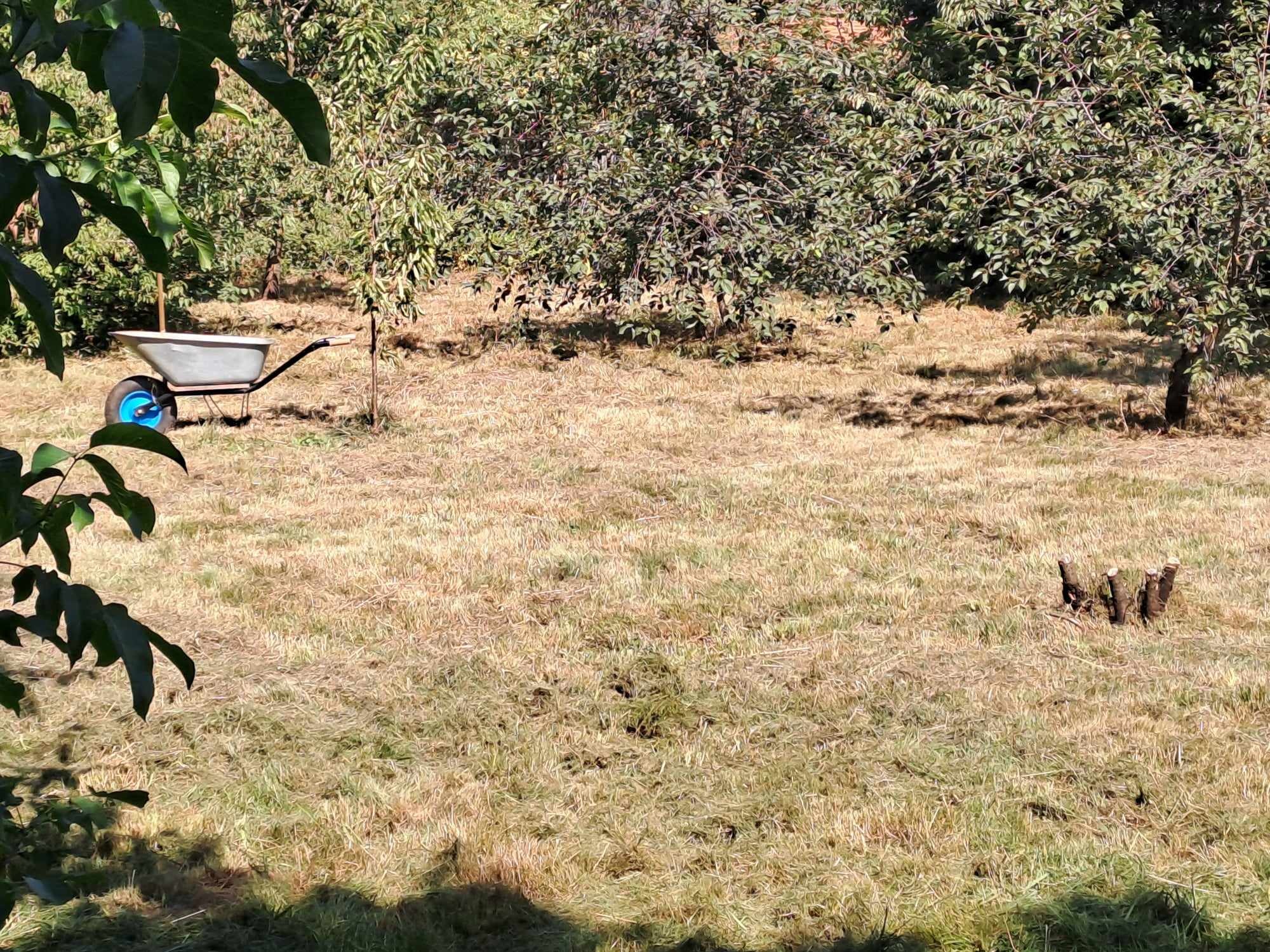 Świeżo skoszony trawnik w sadzie z widocznymi pniakami po wyciętych drzewach i taczką z niebieskim kołem w tle.