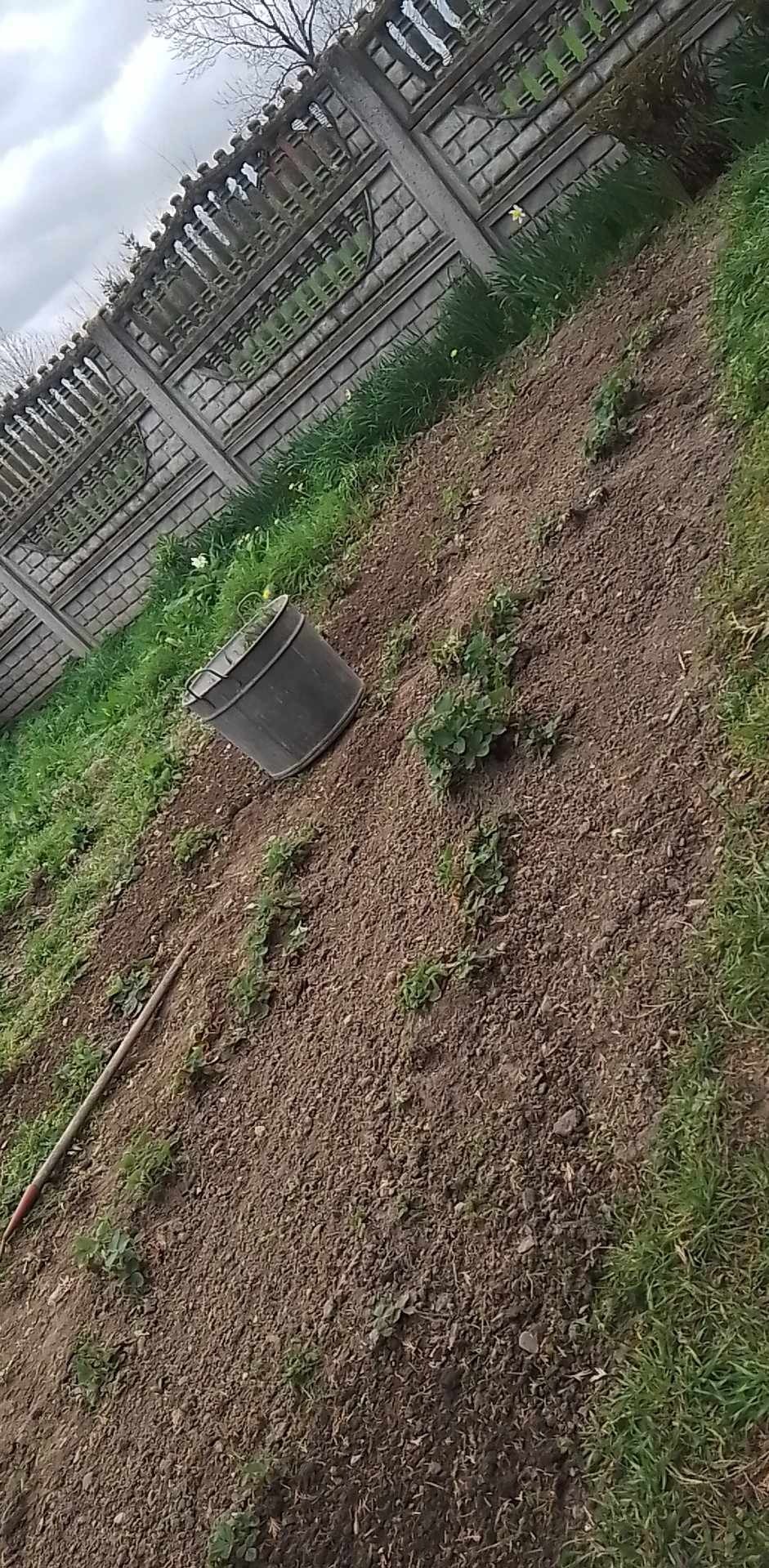 Przygotowana rabata ogrodowa z młodymi sadzonkami, czarnym wiadrem i grabiami przy betonowym ogrodzeniu.