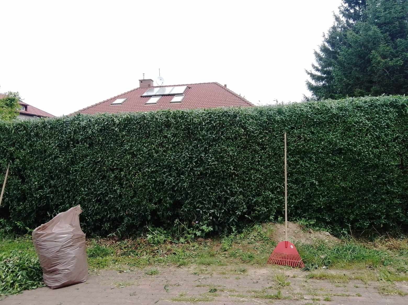 Wysoki, równo przycięty żywopłot z ciemnozielonych liści, obok brązowy worek z resztkami roślinnymi i czerwone grabie.