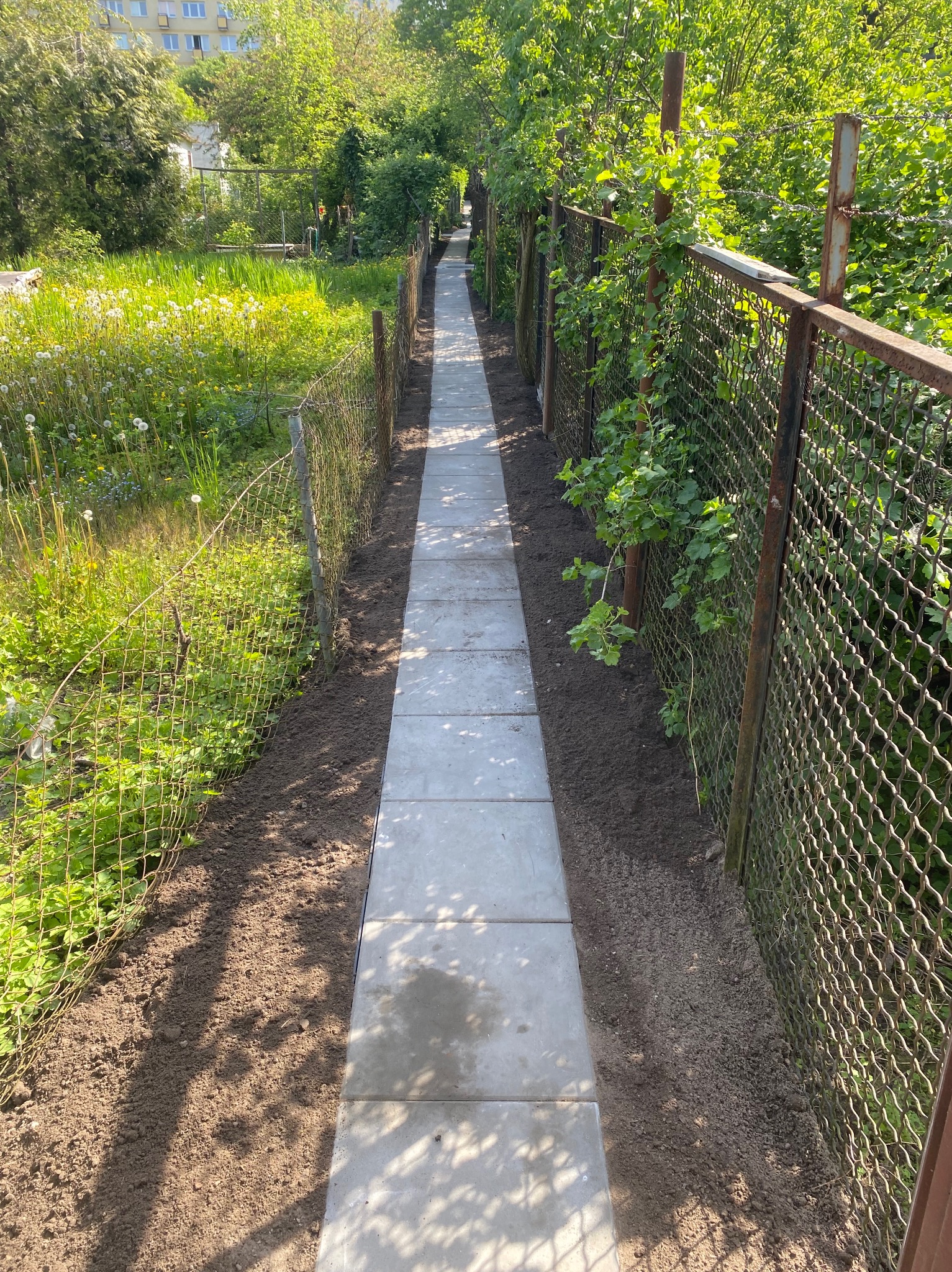 Ścieżka z szarych płyt ułożona wzdłuż metalowej siatki ogrodzeniowej, świeżo obsypana ziemią po bokach, prowadząca przez zarośnięty ogród.