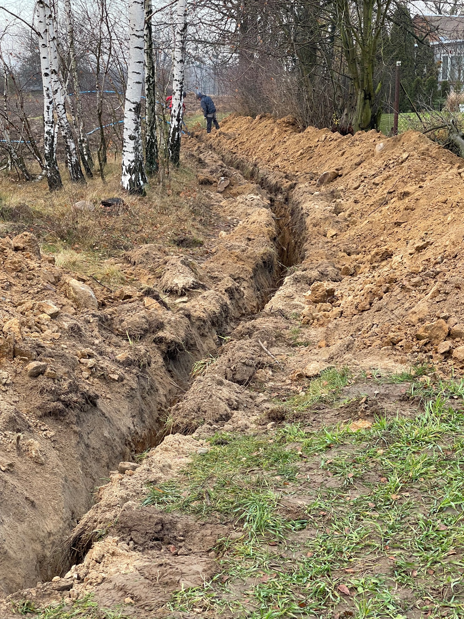 Wykopany wąski rów w ziemi, prawdopodobnie pod przyłącza wodociągowe, z widoczną osobą pracującą w oddali i brzozami w tle.