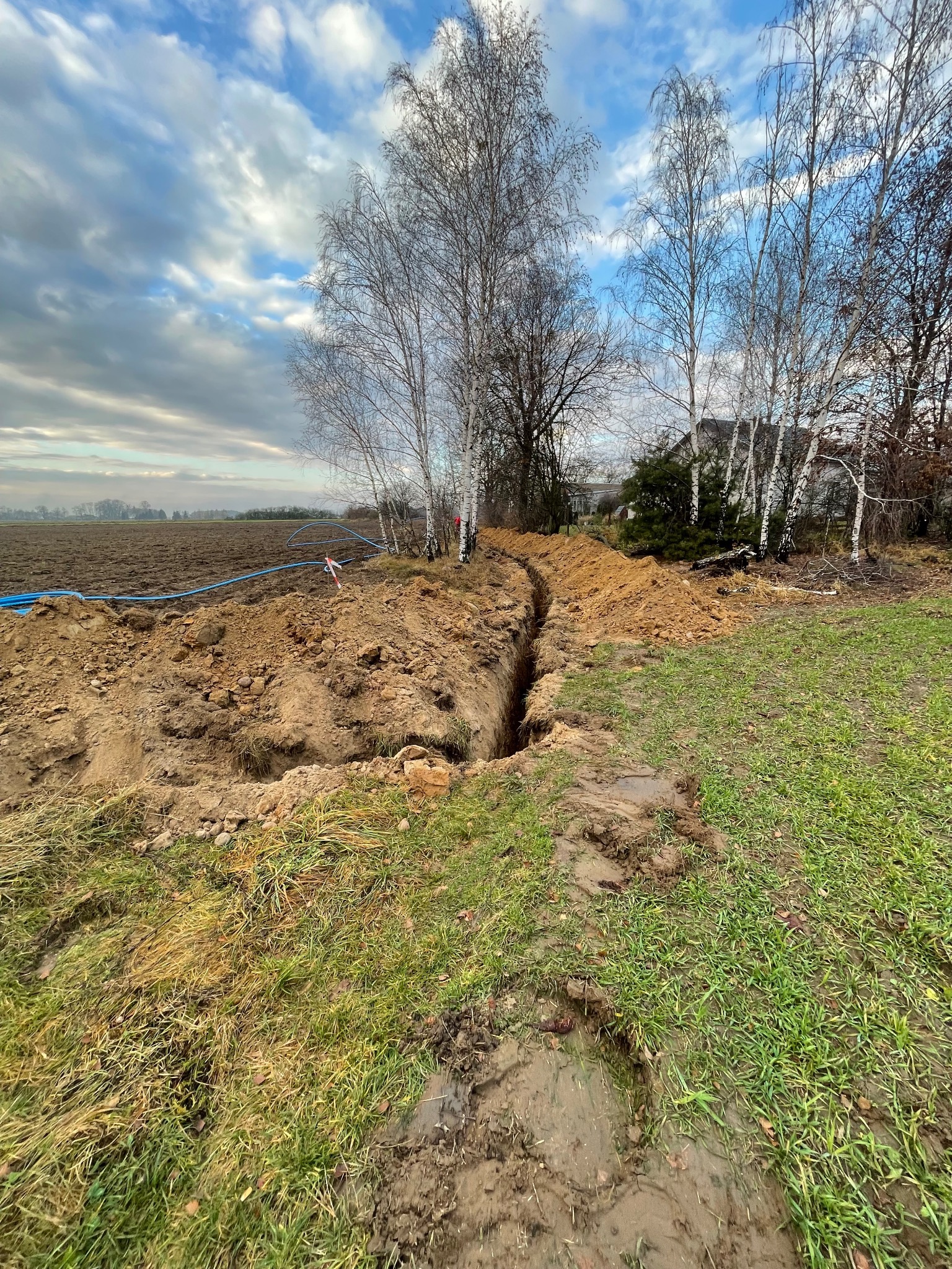 Wykopany wąski rów w ziemi na skraju pola, z widoczną niebieską rurą przyłączeniową i brzozami w tle, wykonany w pochmurny dzień.