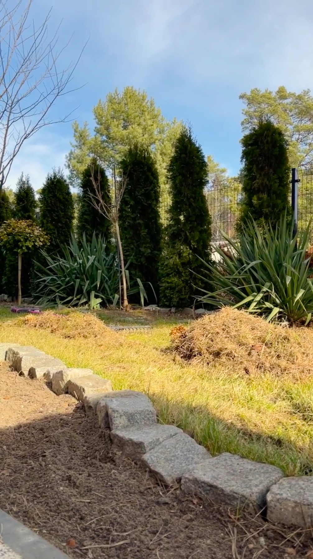Przygotowany teren pod rabatę kwiatową z obrzeżem z kamienia, w tle tuje i trawa, częściowo skoszona, częściowo z resztkami po grabieniu.