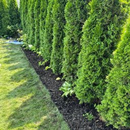 SpecGreen - Równy szpaler zielonych tuj oddziela trawnik od rabaty z ciemną korą i niskimi roślinami. Widok na zadbany ogród w słoneczny dzień.