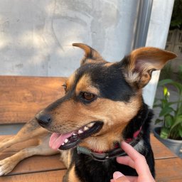 Emilia Chudzik - Firma Ogrodnicza Gdynia