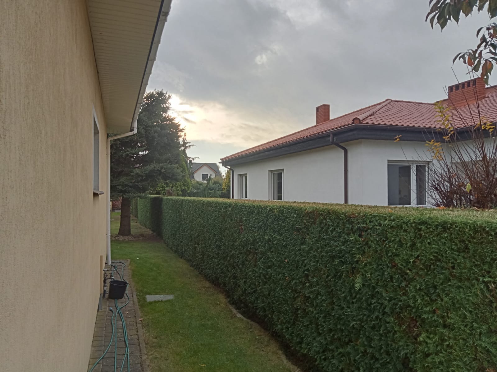Długi, równo przycięty żywopłot z tui szmaragdowej oddzielający posesje, widok z boku domu, w tle biały dom z czerwoną dachówką i pochmurne niebo.