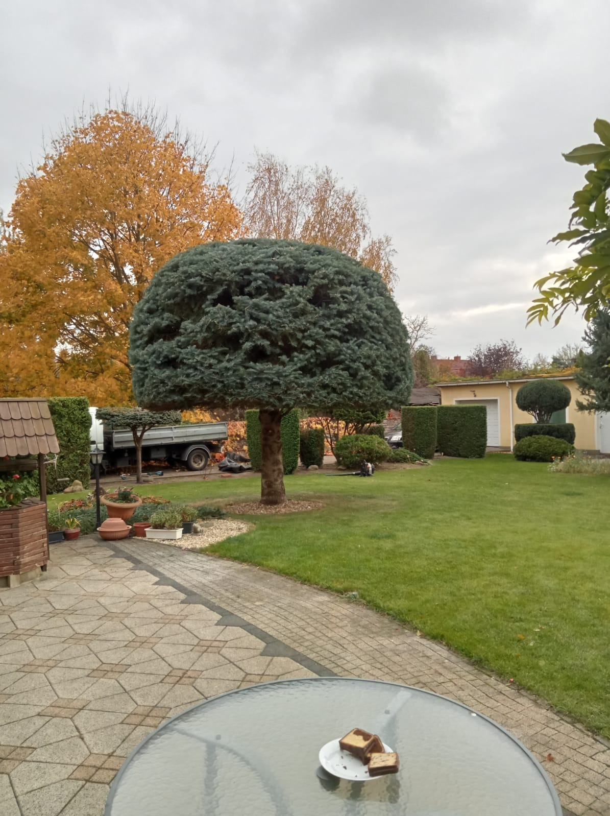 Starannie utrzymany ogród z równo przyciętym drzewem w kształcie kuli, widoczny trawnik, żywopłot i budynek gospodarczy w tle, na pierwszym planie stolik z ciastkami.