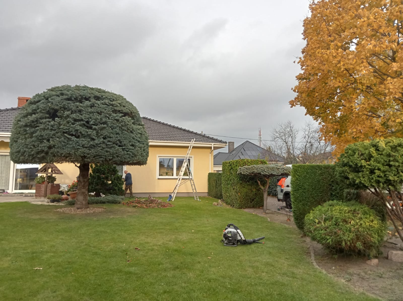 Formowane drzewo iglaste w kształcie parasola przed domem, drabina oparta o elewację, pracownik w tle i dmuchawa do liści na trawniku podczas jesiennych porządków.
