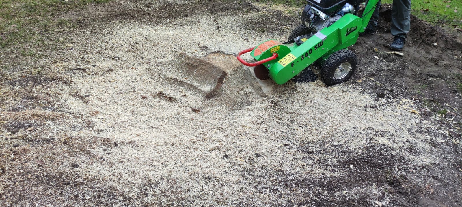 Frezarka do pni LASKO F-360 SW w trakcie pracy, z widocznymi wiórami drzewnymi wokół pnia.