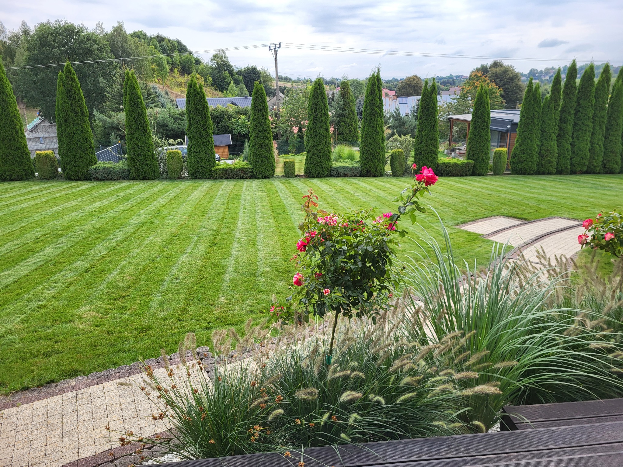 Perfekcyjnie utrzymany trawnik z równymi pasami po koszeniu, obramowany szpalerem strzyżonych tuj i krzewów, z kwitnącym krzewem róży na pierwszym planie i ścieżką z kostki brukowej.