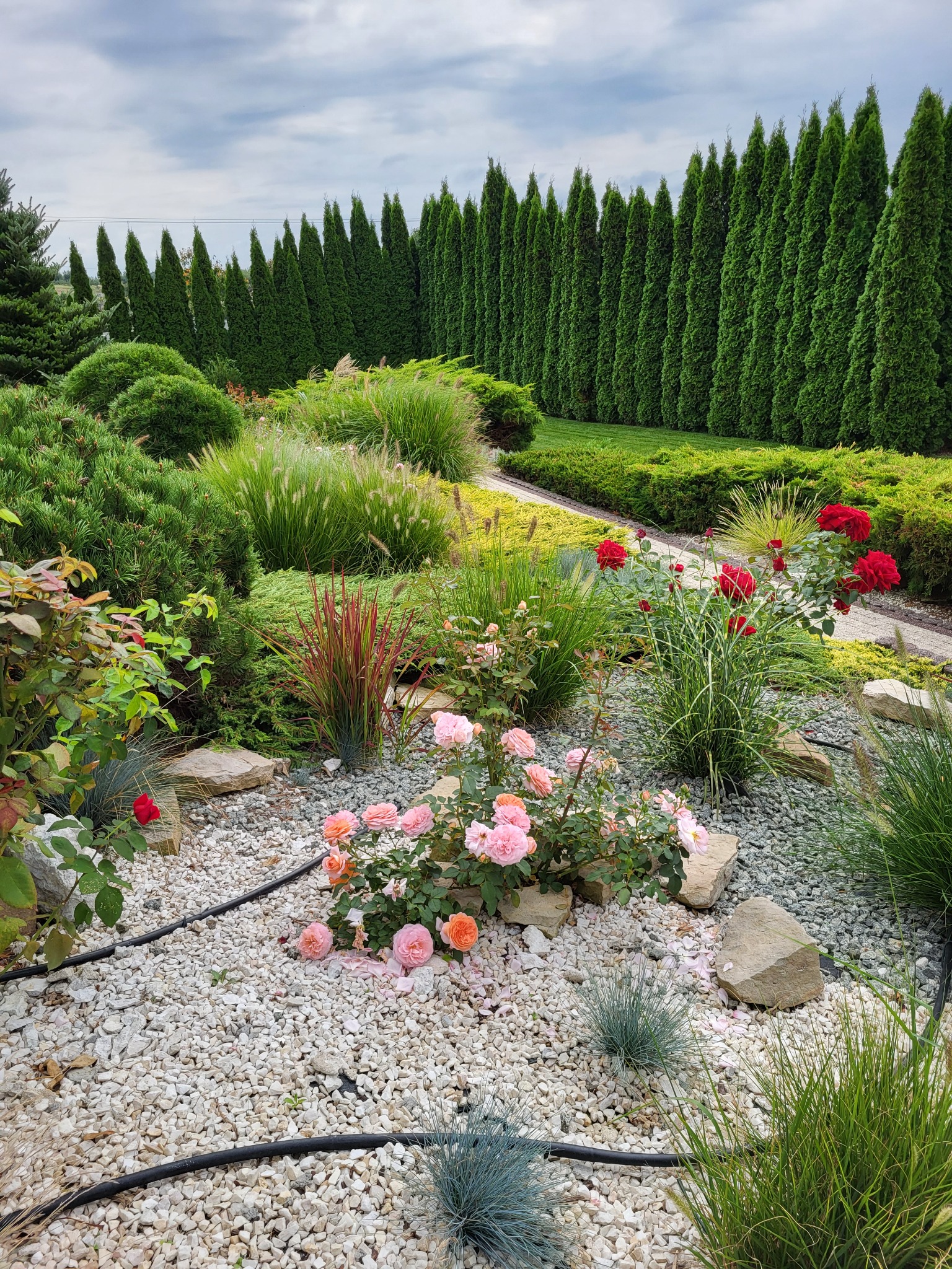 Starannie zaprojektowany ogród z różami w odcieniach czerwieni i różu, ozdobnymi trawami i ścieżką wysypaną drobnym żwirem, zakończoną szpalerem wysokich, strzelistych drzew.