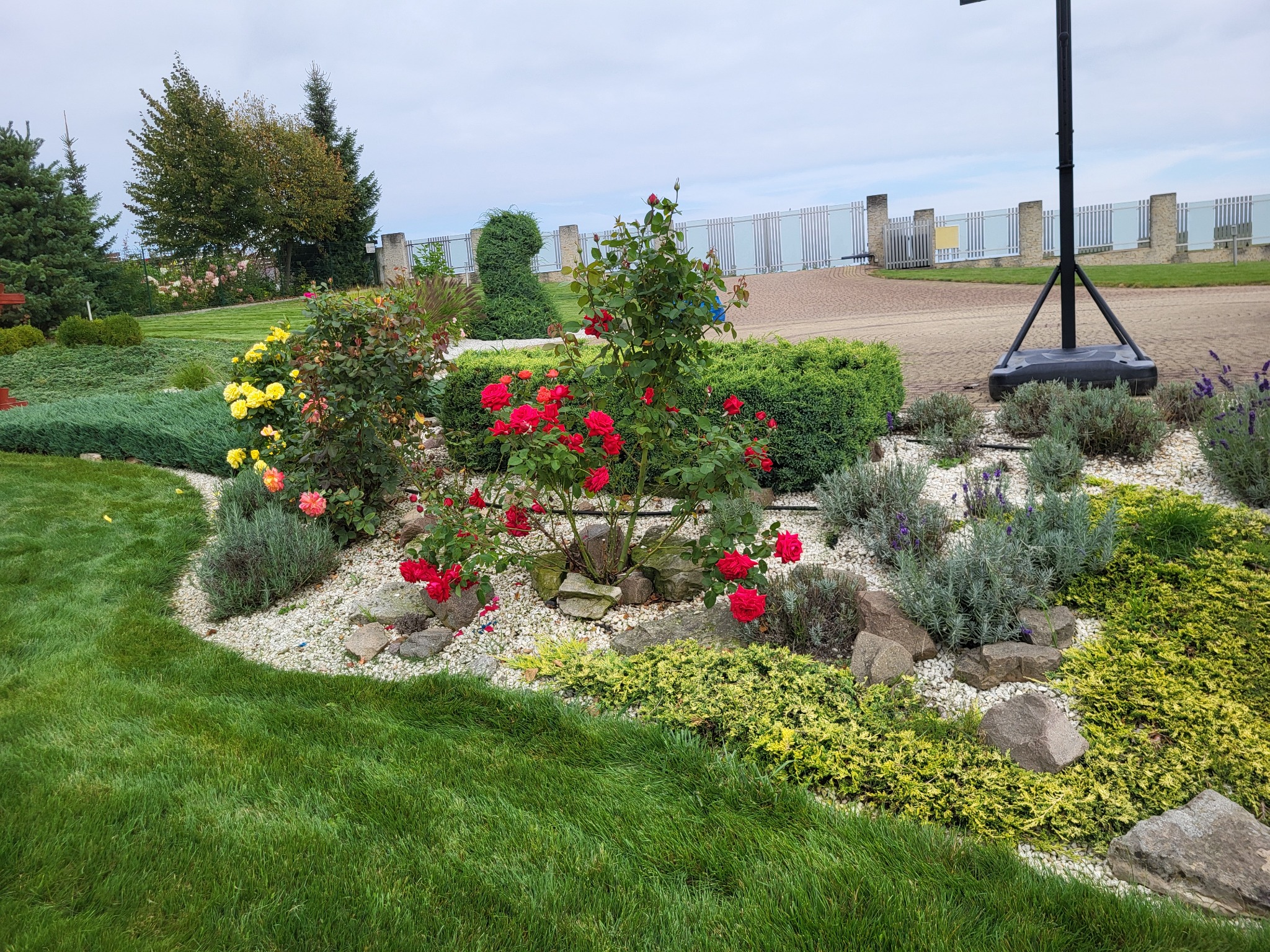 Kwitnący krzew róży z czerwonymi kwiatami, otoczony białymi kamykami i niską zielenią, na tle równo przystrzyżonego trawnika i ozdobnego ogrodzenia.