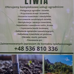 Wycinka drzew Święta Katarzyna 1